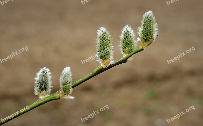 Early Spring The Basis Of Sprig The Awakening Free Photos