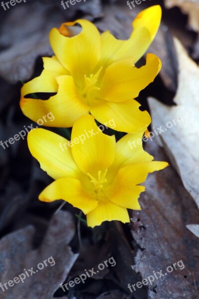 Pair Mm Crocus Flowers Frühlingsanfang