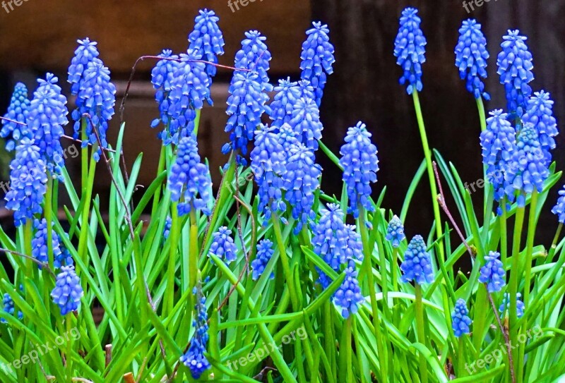 Muscari Blue Flower Spring Blossom