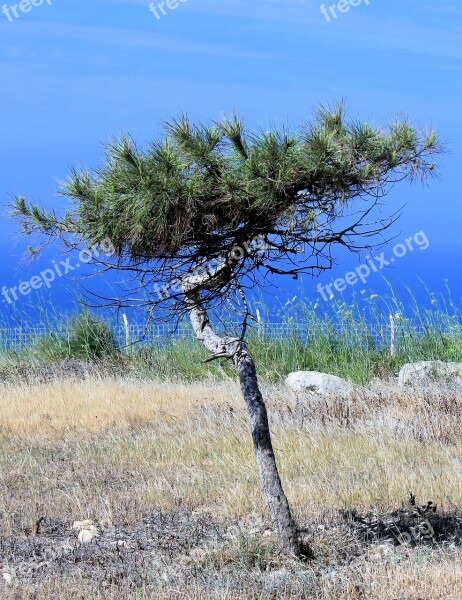 Tree Pine Conifer Lonely Coast