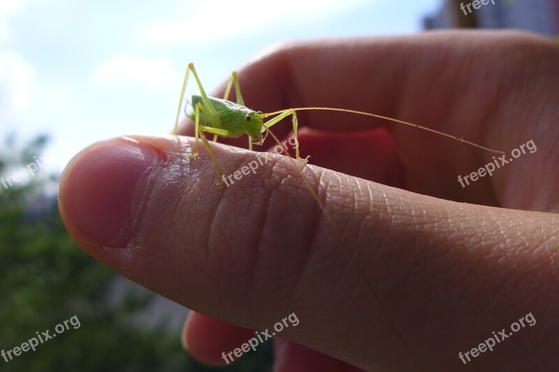 Insect Man And Nature Viridissima Scare Crawl