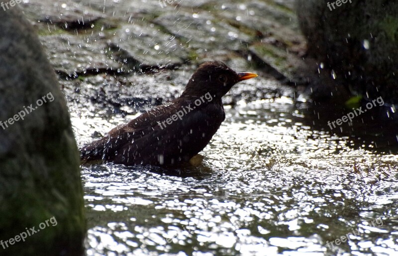 Bird Blackbird Swim Refreshment Water