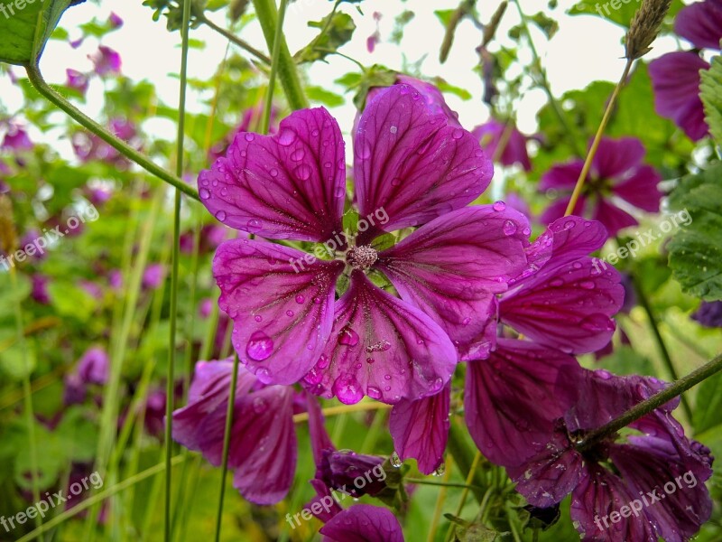 Mallow Flower Summer Nature Garden