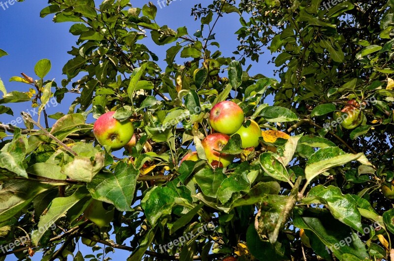 Apple Tree Nature Healthy Apple Tree