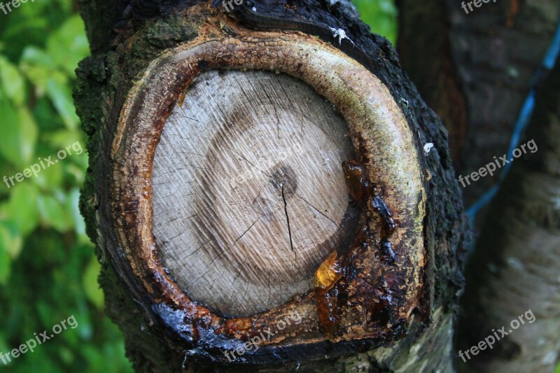 Tree Tribe Knothole Branch Resin