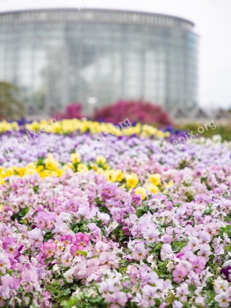 Spring Flower Garden Garden Flowers Natural