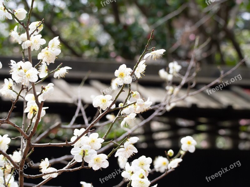 Spring Plum Flowers Plum Blossoms White