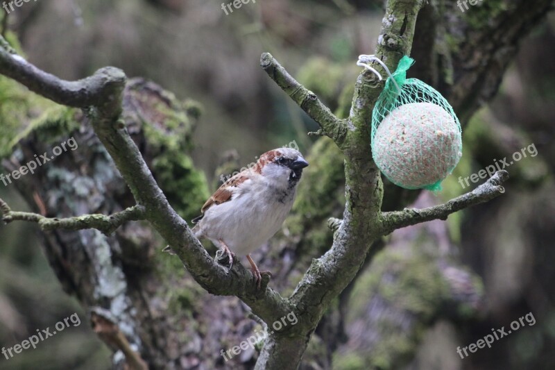 Sparrow Bird Nature Spring Animal