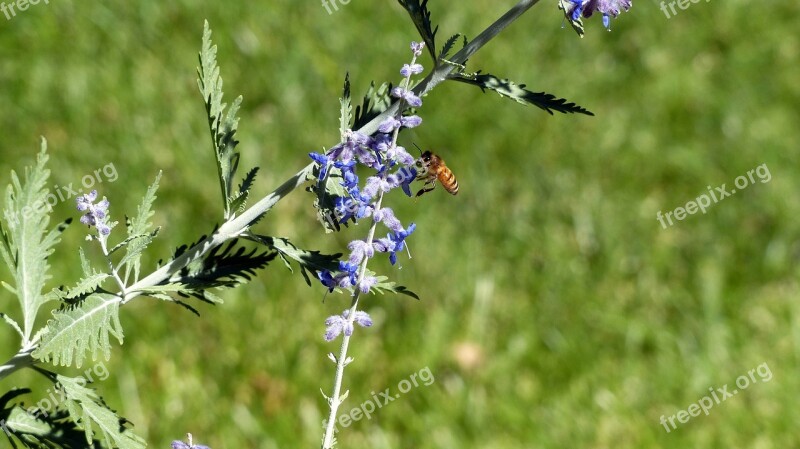 Animal Insect Honey Bee Wings Colorful