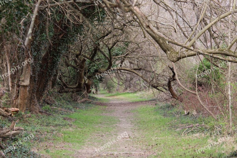 Tree Tunnel Nature Path Landscape