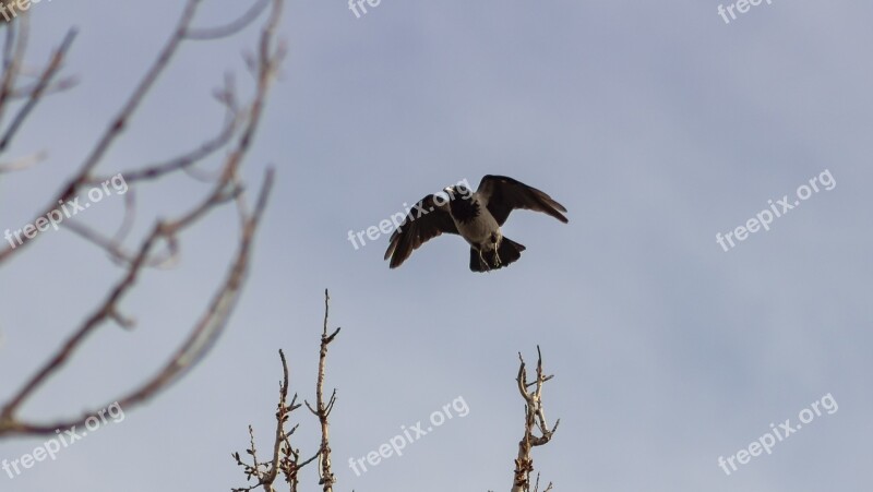 Hooded Crow Crow Bird Feather Black