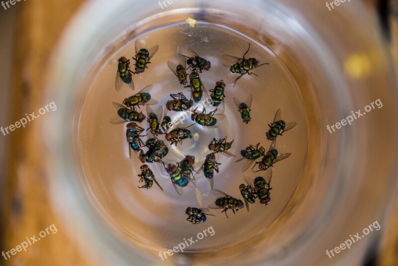 Fly Flies Beer Dead Glass