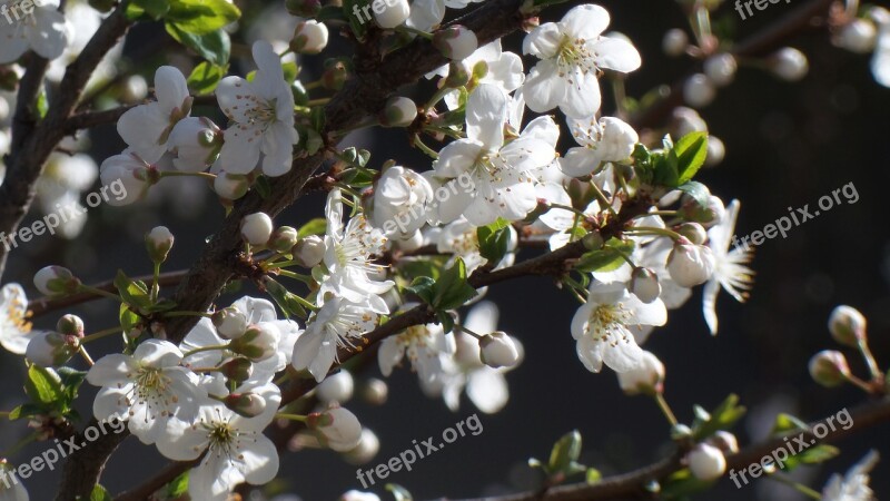 Flower Flowers Plum Blossom Springtime Spring Blossom