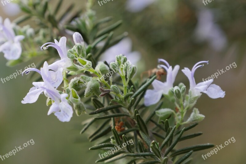 Rosemary Flowers Hub Spice Plants