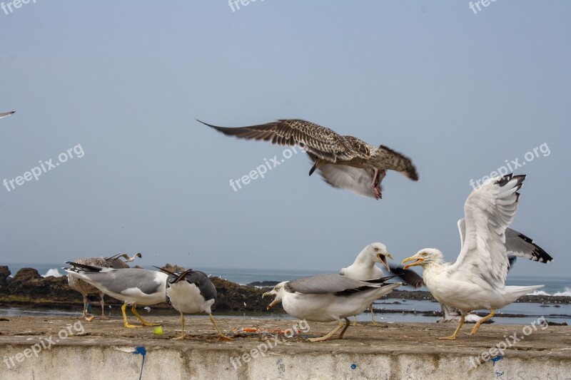 Bird Fish Seagull Sea Beach