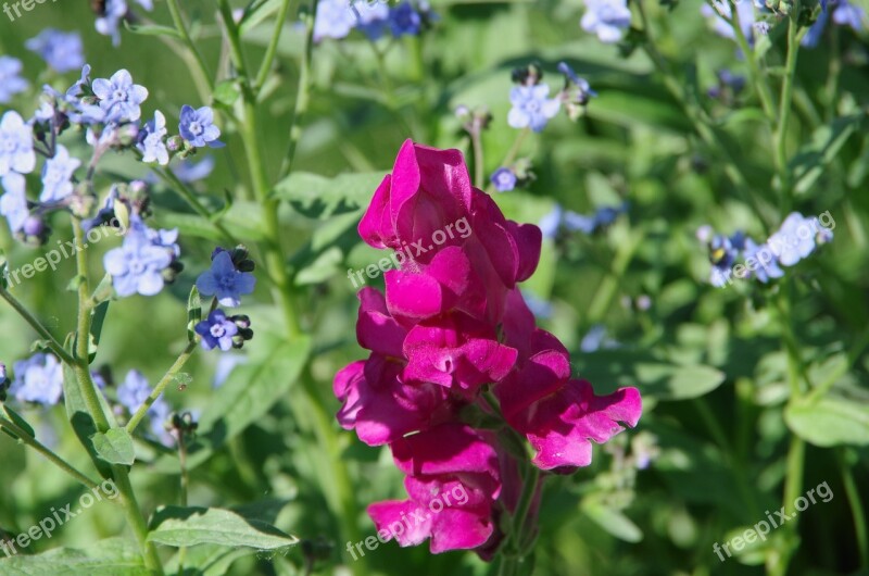 Snapdragon Forget-me-not Flowers Spring Blossom