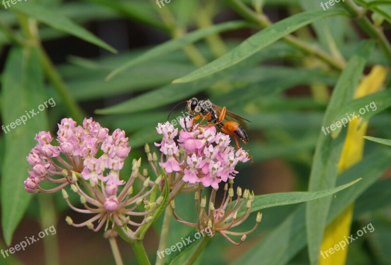 Wasp Milkweed Orange Black Bug