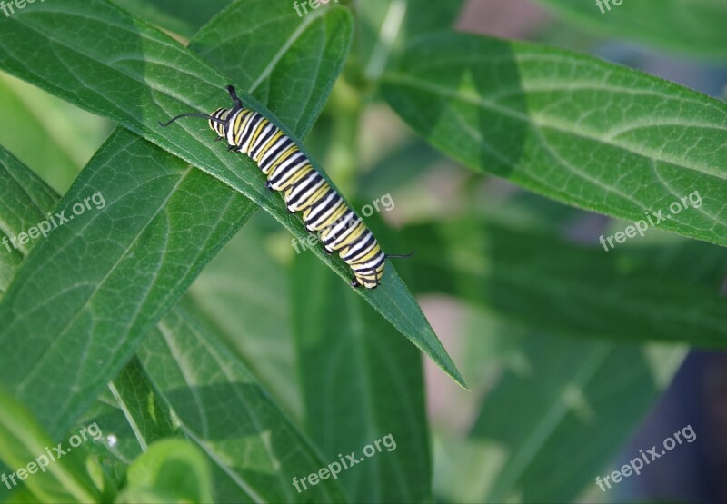 Monarch Caterpillar Milkweed Nature Metamorphosis