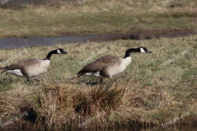 Geese Waterfowl Wild Geese Canada Goose Meadow