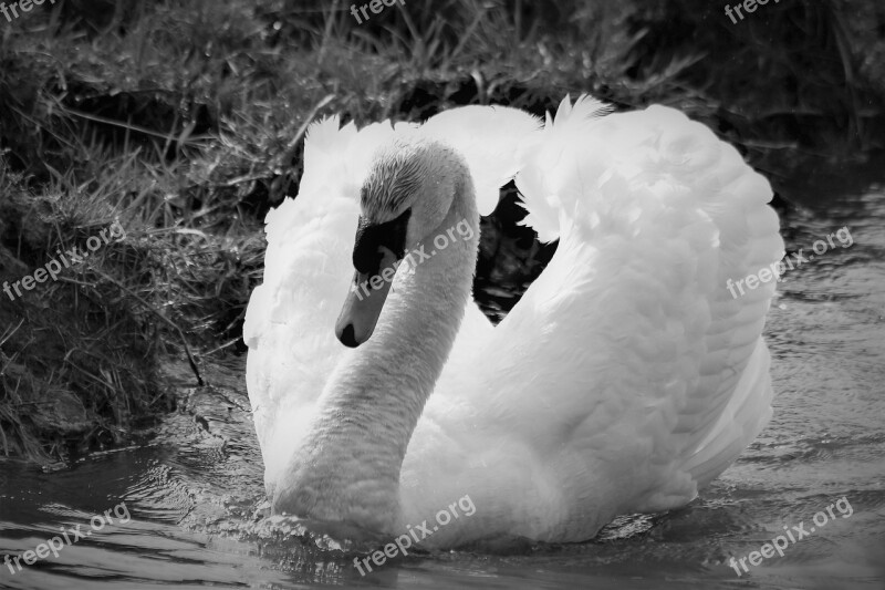 Swan Water Bird Nature Bird Animal