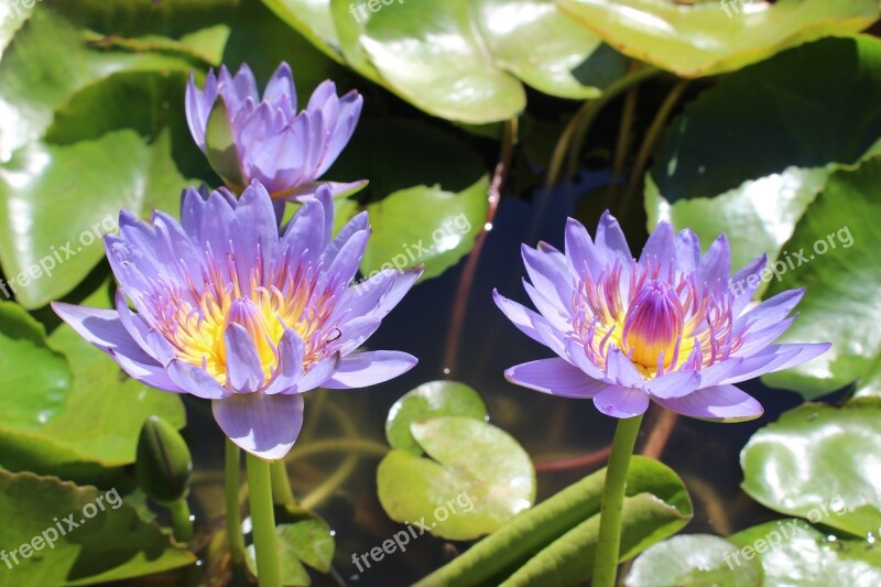 Water Lilies Nymphaea Aquatic Flowers Purple