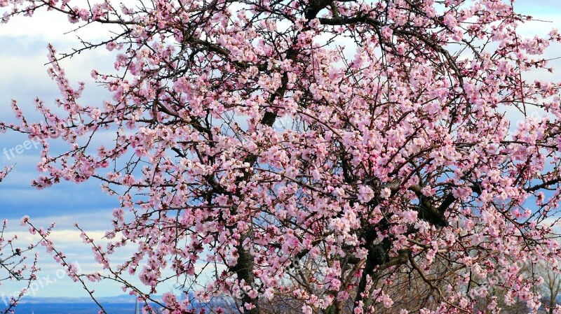 Almond Tree Blossom Bloom Spring Nature