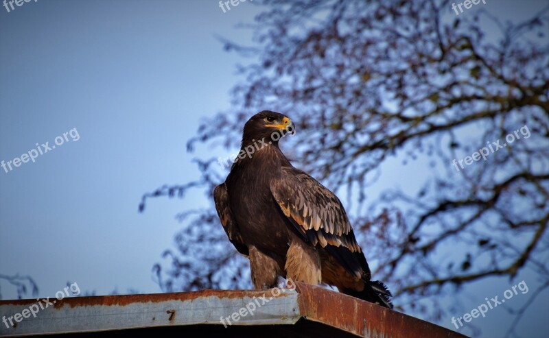 Adler Bird Of Prey Raptor Bird Bill