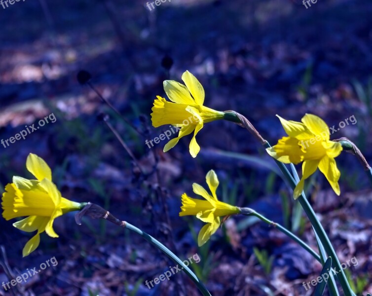 March 2019 Daffodils Garden Bloom Plant Flowers