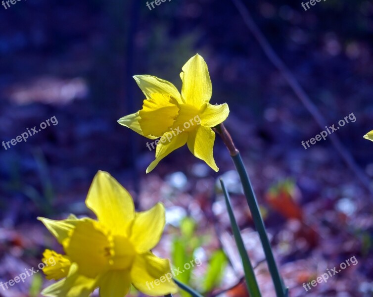 March Daffodils Garden Bloom Plant Flowers