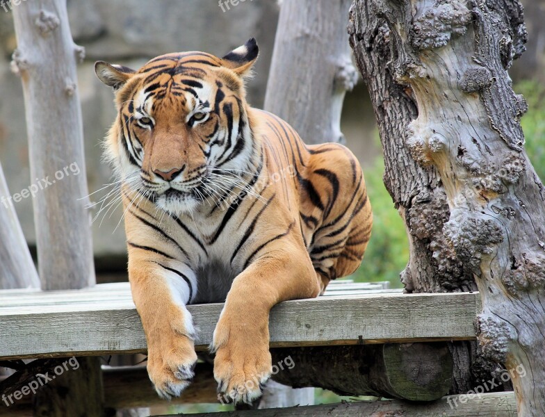 Tiger Bengali Cat Beast Animal