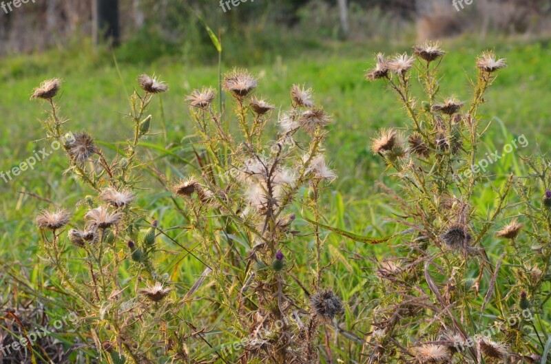 Plants Flowers Plant Flower Nature