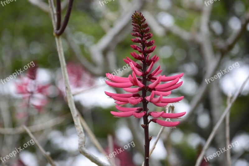 Flower Bloom Burgundy Nature Free Photos