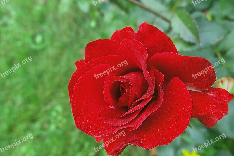 Rose Flower Red Noble Garden