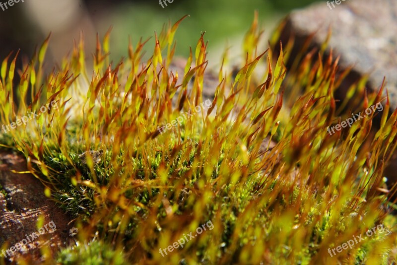 Moss Close Up Plant Grass Nature