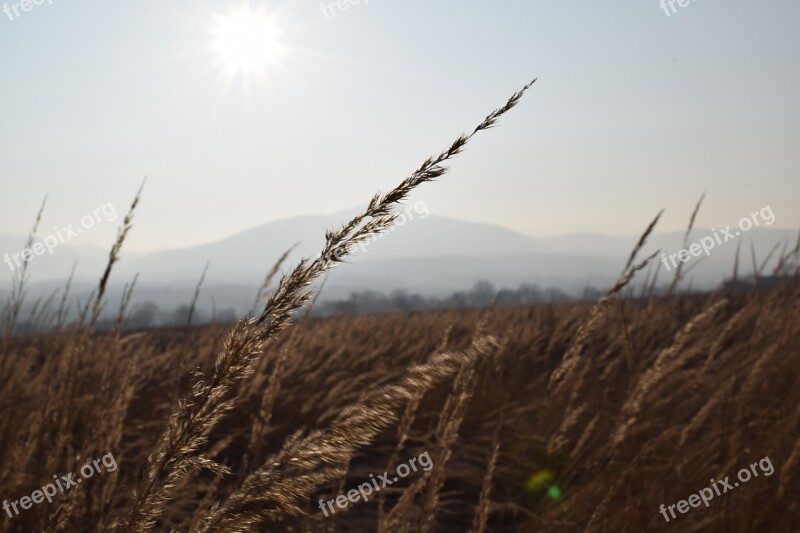 Grass Sun Sunny Light Free Photos