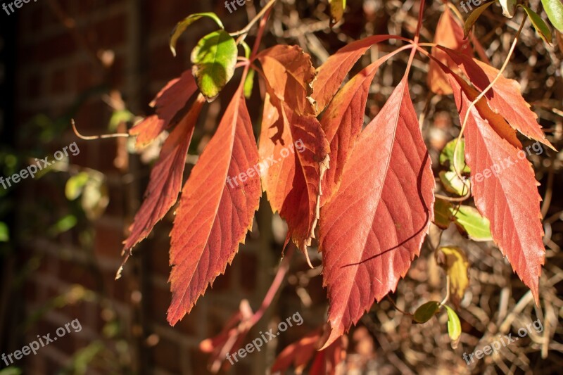 Leaves Red Wall Brick Spring