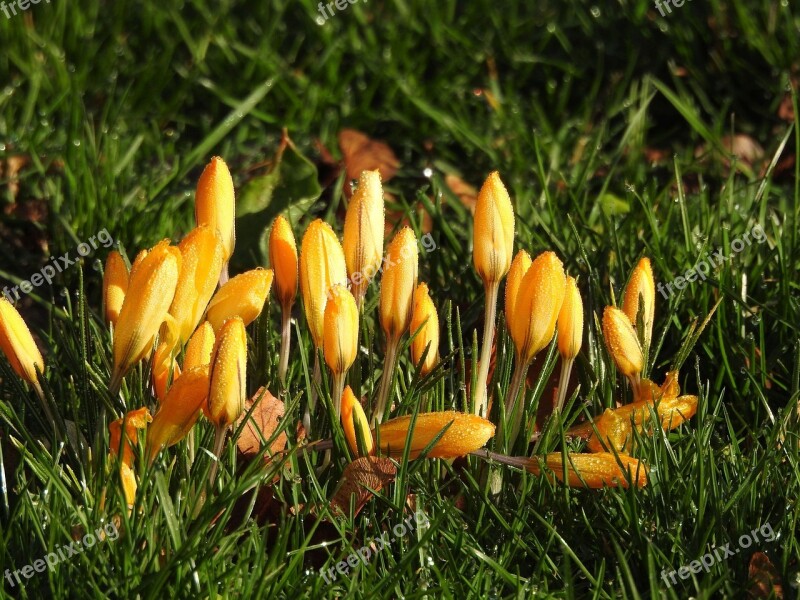 Crocus Yellow Morning Cold Melted