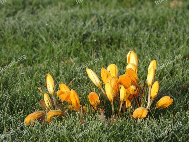 Crocus A Little Frozen Yellow Icy Morning