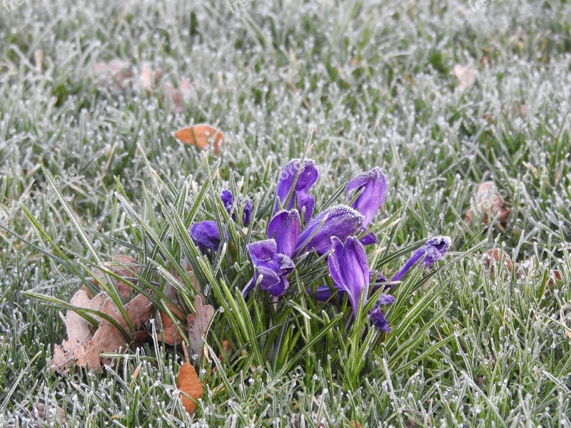 Crocus Frozen Purple Icy Morning