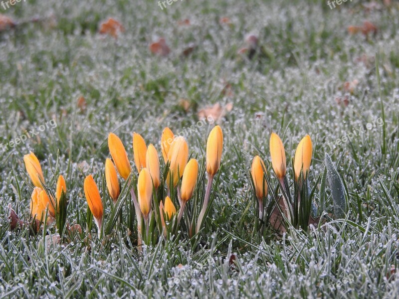 Crocus Frozen Yellow Icy Morning