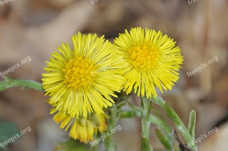 Flowers Wildflowers Nature Blossom Bloom