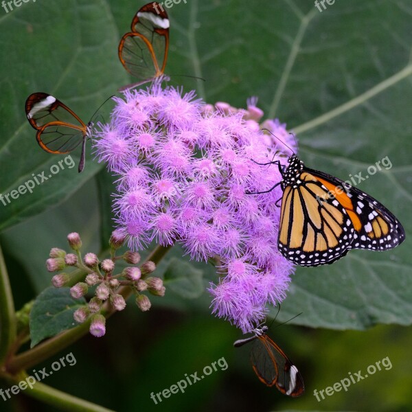 Butterfly Monarch Butterflies Glass Wing Butterfly Insect