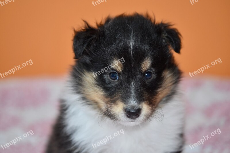 Puppy Puppy Shetland Sheepdog Animal Dog Pup