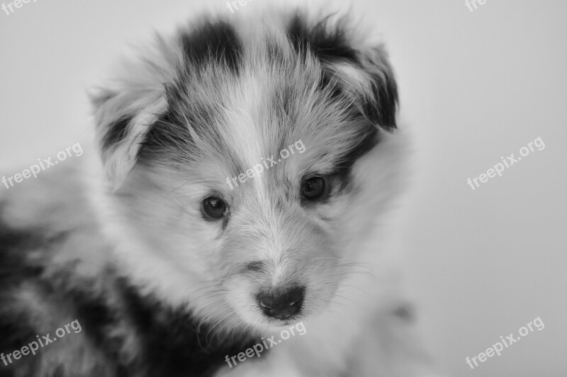 Puppy Bitch Shetland Sheepdog Black And White Portrait Shetland Sheepdog Princess Bitch Blue