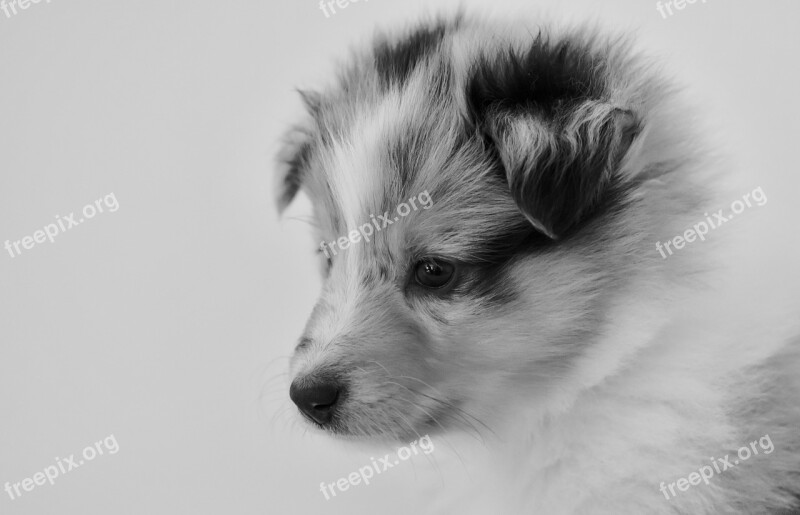 Puppy Bitch Young Bitch Shetland Sheepdog Black And White Portrait