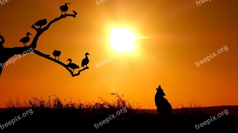 Sunset Birds Wolf Sun Nature