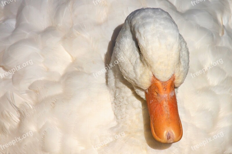 Duck House Duck Peking Duck Animal World Bird