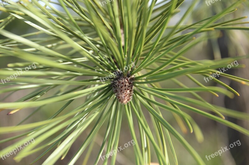 Pine Fir Tree Nature Forest Branches