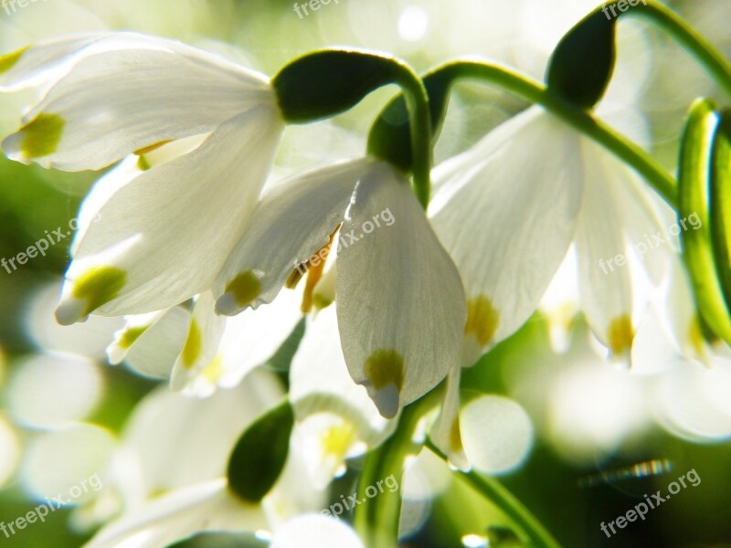 Snowflake Macro Snowdrop Spring Fruehlingsknotenblume