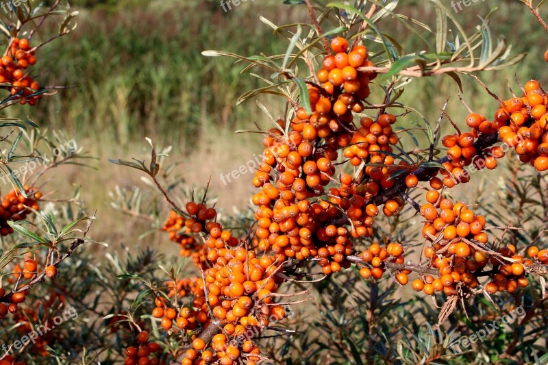 Langeoog Sea Buckthorn Plant Nature Bush